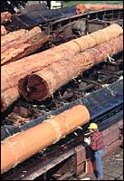 La prima operazione a cui vengono sottoposti i tronchi d'albero destinati all'industria del legno è la scortecciatura.